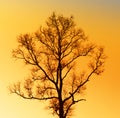 Silhouette Dry tree Royalty Free Stock Photo