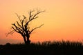 Silhouette of dry tree at sunset Royalty Free Stock Photo