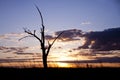 Silhouette of dry tree on sunset Royalty Free Stock Photo