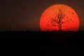 Silhouette dry tree sunset Royalty Free Stock Photo