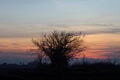 Silhouette of dry tree during sunset in the evening. Royalty Free Stock Photo