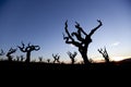 Dry Vineyards in Catalonia, Spain Royalty Free Stock Photo