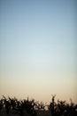 Dry Vineyards in Catalonia, Spain Royalty Free Stock Photo