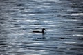 Silhouette of a duck on a calm lake