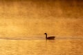 Silhouette of a duck floating on water at sunset Royalty Free Stock Photo