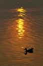 Silhouette of duck on pond with sunset Royalty Free Stock Photo