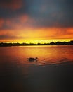 Silhouette of a duck at sunset in the water Royalty Free Stock Photo