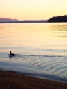 Silhouette of duck swimming along lake in golden morning light with purple mountains in background