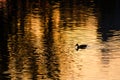 Silhouette of Duck Swimming in a Golden Pond as the Sun Sets Royalty Free Stock Photo