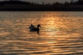 Silhouette of Duck Swimming in a Golden Pond Royalty Free Stock Photo