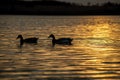 Silhouette of Duck Swimming in a Golden Pond Royalty Free Stock Photo