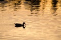 Silhouette of Duck Swimming in a Golden Pond as the Sun Sets Royalty Free Stock Photo