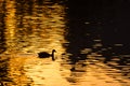 Silhouette of Duck Swimming in a Golden Pond as the Sun Sets Royalty Free Stock Photo