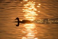 Silhouette of Duck Swimming in a Golden Pond as the Sun Sets Royalty Free Stock Photo