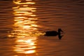 Silhouette of Duck Swimming in a Golden Pond as the Sun Sets Royalty Free Stock Photo