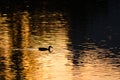 Silhouette of Duck Swimming in a Golden Pond as the Sun Sets Royalty Free Stock Photo