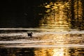 Silhouette of Duck Swimming in a Golden Pond as the Sun Sets Royalty Free Stock Photo