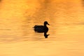 Silhouette of a duck swimming at golden sunset moment Royalty Free Stock Photo