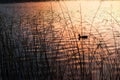SILHOUETTE DUCK SWIMMING ON A LAKE DURING SUNSET LIGHT Royalty Free Stock Photo
