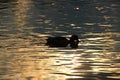 Silhouette of a duck swimming on a lake at sunset Royalty Free Stock Photo