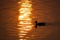 Silhouette of Duck Swimming in a Golden Pond as the Sun Sets Royalty Free Stock Photo