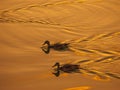 The silhouette of duck in a water at the sunset Royalty Free Stock Photo