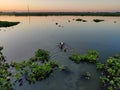 The silhouette of duck in a water at the sunset. Royalty Free Stock Photo