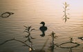 Silhouette of a duckling on a bright lake