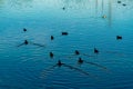 Silhouette ducks on a dark blue pond or lake in late afternoon shade with reflective water and black animals