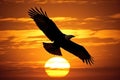 a silhouette of an eagle in flight against a sunset Royalty Free Stock Photo