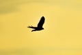 Silhouette of an eagle in flight at sunset Royalty Free Stock Photo