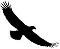 Silhouette of an eagle. Royalty Free Stock Photo