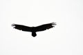 silhouette of eagle, photo as a background , in Arenal lake and volcano park area, Costa rica