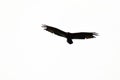 silhouette of eagle, photo as a background , in Arenal lake and volcano park area, Costa rica