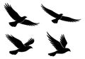 Silhouette eagle set featuring flying eagles with spread wings for emblem and logo design Royalty Free Stock Photo
