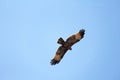 Silhouette of an eagle, silhouette of a bird in a blue sky, view Royalty Free Stock Photo