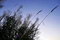 Silhouette of ears and branches of fireweed against the background of the evening sky in summer.