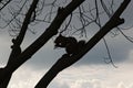 the silhouette of an eastern gray squirrel on a tree branch Royalty Free Stock Photo