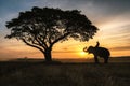 Silhouette elephant on the background of sunset, elephant Thai in Surin Province, Thailand
