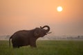 Silhouette elephant on the background of sunset,elephant thai in surin thailand.