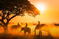 Silhouette elephant on the background of sunset. The elephant walking on a rice field in the morning. Elephant village lifestyle.