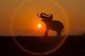 Silhouette elephant in the circle of the sun. It is a way of life in Thailand. The elephants