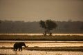 Elephant silhouette crossing river during sunset Royalty Free Stock Photo