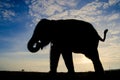 Silhouette elephant Royalty Free Stock Photo