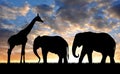 Silhouette elephant and giraffe