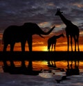 Silhouette elephant and giraffes