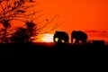 silhouette elephant herd animals wildlife walking in twilight sunset beautiful background