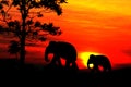 Silhouette elephant herd animals wildlife walking in twilight sunset beautiful background