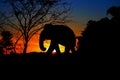 Silhouette elephant herd animals wildlife walking in twilight sunset beautiful background