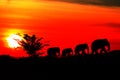 Silhouette elephant herd animals wildlife walking in twilight sunset beautiful background